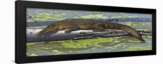 Susisuchus Anatoceps, a Small Crocodyliform from the Early Cretaceous Period-null-Framed Art Print