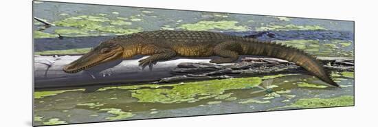 Susisuchus Anatoceps, a Small Crocodyliform from the Early Cretaceous Period-null-Mounted Art Print