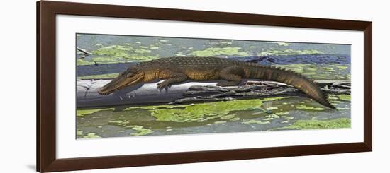 Susisuchus Anatoceps, a Small Crocodyliform from the Early Cretaceous Period-null-Framed Premium Giclee Print