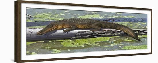 Susisuchus Anatoceps, a Small Crocodyliform from the Early Cretaceous Period-null-Framed Premium Giclee Print