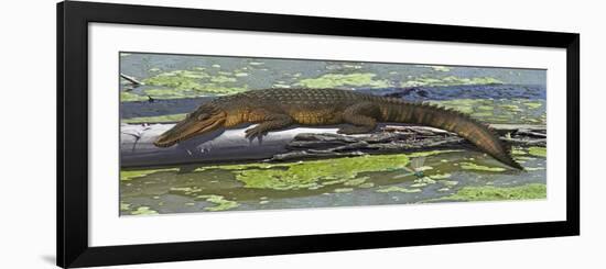 Susisuchus Anatoceps, a Small Crocodyliform from the Early Cretaceous Period-null-Framed Premium Giclee Print