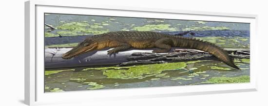 Susisuchus Anatoceps, a Small Crocodyliform from the Early Cretaceous Period-null-Framed Premium Giclee Print