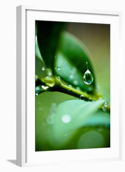 Suspended Dew I-Erin Berzel-Framed Art Print