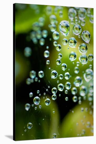 Suspended Dew II-Erin Berzel-Stretched Canvas