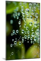 Suspended Dew II-Erin Berzel-Mounted Art Print