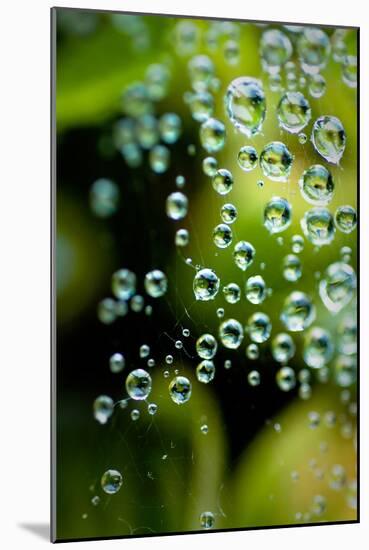 Suspended Dew II-Erin Berzel-Mounted Art Print