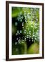 Suspended Dew II-Erin Berzel-Framed Art Print