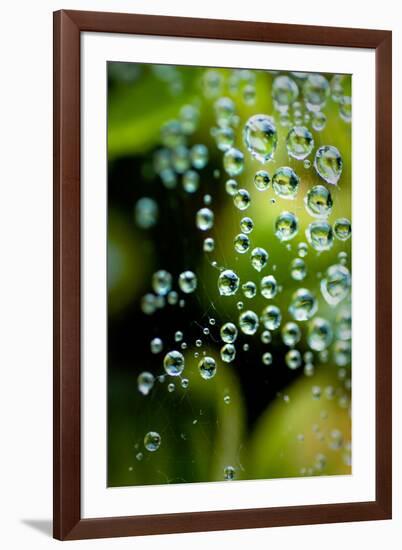 Suspended Dew II-Erin Berzel-Framed Art Print