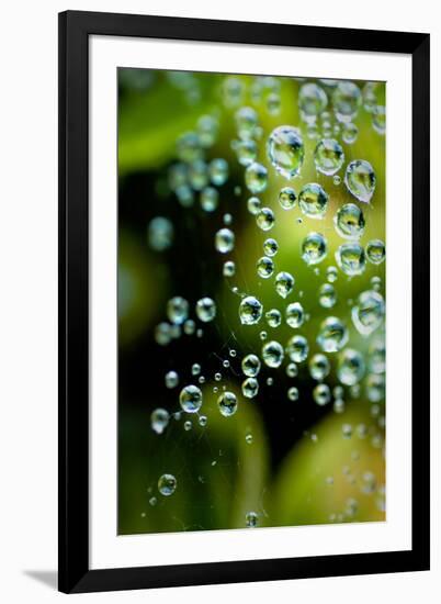 Suspended Dew II-Erin Berzel-Framed Art Print