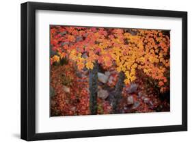 Suspended Maple Leaves-Michael Hudson-Framed Giclee Print