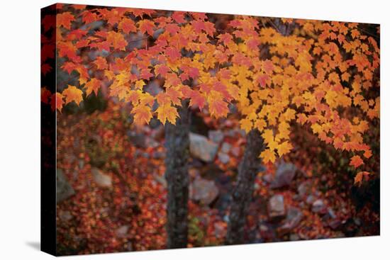 Suspended Maple Leaves-Michael Hudson-Stretched Canvas