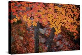Suspended Maple Leaves-Michael Hudson-Stretched Canvas