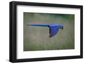 Suspended-Greg Barsh-Framed Photographic Print