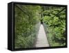 Suspension Bridge and Rainforest, Tarra Bulga National Park, Victoria, Australia, Pacific-Schlenker Jochen-Framed Stretched Canvas