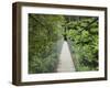 Suspension Bridge and Rainforest, Tarra Bulga National Park, Victoria, Australia, Pacific-Schlenker Jochen-Framed Photographic Print