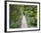 Suspension Bridge and Rainforest, Tarra Bulga National Park, Victoria, Australia, Pacific-Schlenker Jochen-Framed Photographic Print