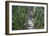 Suspension Bridge, Pacaya-Samiria Reserve, Amazon Rainforest. Peru-Mallorie Ostrowitz-Framed Photographic Print