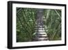 Suspension Bridge, Pacaya-Samiria Reserve, Amazon Rainforest. Peru-Mallorie Ostrowitz-Framed Photographic Print