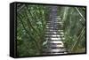 Suspension Bridge, Pacaya-Samiria Reserve, Amazon Rainforest. Peru-Mallorie Ostrowitz-Framed Stretched Canvas