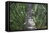 Suspension Bridge, Pacaya-Samiria Reserve, Amazon Rainforest. Peru-Mallorie Ostrowitz-Framed Stretched Canvas