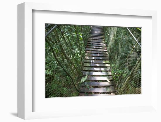 Suspension Bridge, Pacaya-Samiria Reserve, Amazon Rainforest. Peru-Mallorie Ostrowitz-Framed Photographic Print