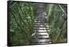 Suspension Bridge, Pacaya-Samiria Reserve, Amazon Rainforest. Peru-Mallorie Ostrowitz-Framed Stretched Canvas