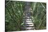 Suspension Bridge, Pacaya-Samiria Reserve, Amazon Rainforest. Peru-Mallorie Ostrowitz-Stretched Canvas