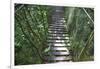 Suspension Bridge, Pacaya-Samiria Reserve, Amazon Rainforest. Peru-Mallorie Ostrowitz-Framed Photographic Print