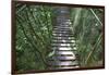 Suspension Bridge, Pacaya-Samiria Reserve, Amazon Rainforest. Peru-Mallorie Ostrowitz-Framed Photographic Print