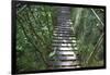 Suspension Bridge, Pacaya-Samiria Reserve, Amazon Rainforest. Peru-Mallorie Ostrowitz-Framed Photographic Print