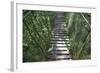 Suspension Bridge, Pacaya-Samiria Reserve, Amazon Rainforest. Peru-Mallorie Ostrowitz-Framed Photographic Print