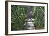 Suspension Bridge, Pacaya-Samiria Reserve, Amazon Rainforest. Peru-Mallorie Ostrowitz-Framed Photographic Print