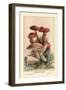 Suspicious Boleti-William Hamilton Gibson-Framed Art Print