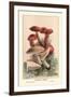 Suspicious Boleti-William Hamilton Gibson-Framed Art Print