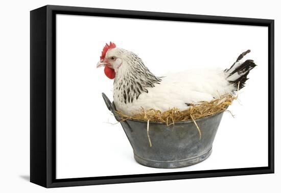 Sussex Chicken Sitting on Next in Tin Bucket-null-Framed Stretched Canvas