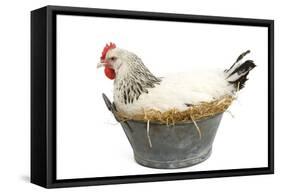 Sussex Chicken Sitting on Next in Tin Bucket-null-Framed Stretched Canvas