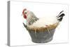 Sussex Chicken Sitting on Next in Tin Bucket-null-Stretched Canvas