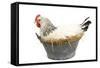 Sussex Chicken Sitting on Next in Tin Bucket-null-Framed Stretched Canvas