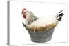 Sussex Chicken Sitting on Next in Tin Bucket-null-Stretched Canvas