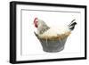 Sussex Chicken Sitting on Next in Tin Bucket-null-Framed Premium Photographic Print