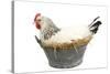 Sussex Chicken Sitting on Next in Tin Bucket-null-Stretched Canvas