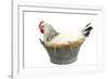 Sussex Chicken Sitting on Next in Tin Bucket-null-Framed Photographic Print
