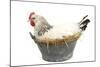 Sussex Chicken Sitting on Next in Tin Bucket-null-Mounted Photographic Print