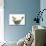 Sussex Chicken Sitting on Next in Tin Bucket-null-Photographic Print displayed on a wall