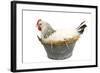 Sussex Chicken Sitting on Next in Tin Bucket-null-Framed Photographic Print