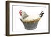 Sussex Chicken Sitting on Next in Tin Bucket-null-Framed Photographic Print