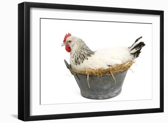 Sussex Chicken Sitting on Next in Tin Bucket-null-Framed Photographic Print