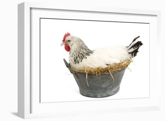 Sussex Chicken Sitting on Next in Tin Bucket-null-Framed Photographic Print