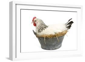 Sussex Chicken Sitting on Next in Tin Bucket-null-Framed Photographic Print