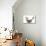 Sussex Chicken Sitting on Next in Tin Bucket-null-Mounted Photographic Print displayed on a wall